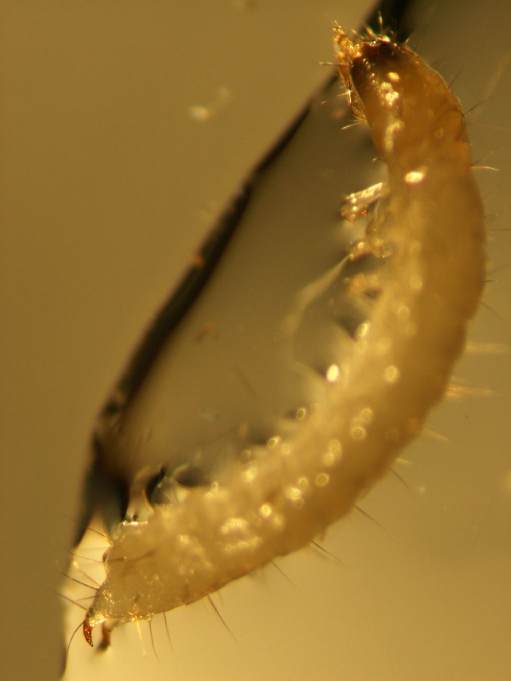 larva di diplopode?